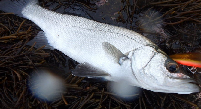 魚とルアーのアップ写真