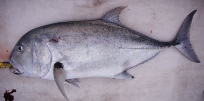 魚のアップ写真