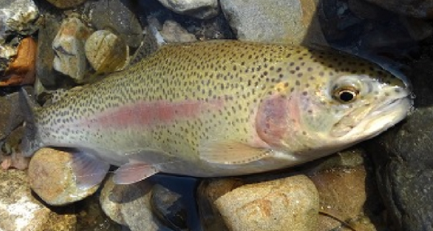 魚のアップ写真