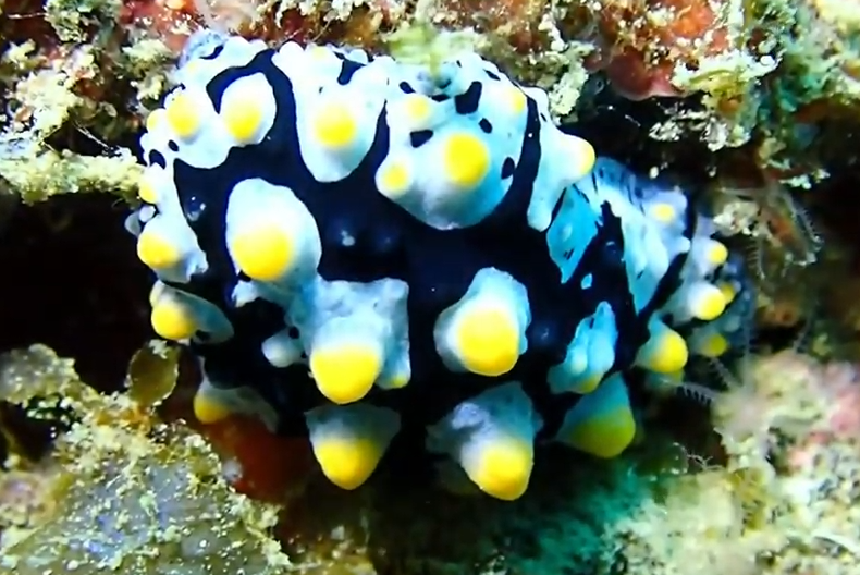 ウミウシのアップ写真