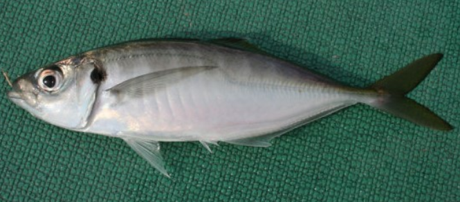 魚のアップ写真