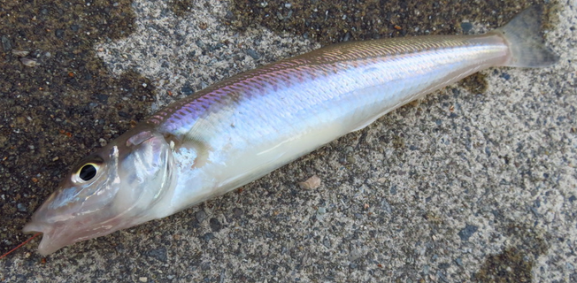 魚のアップ写真