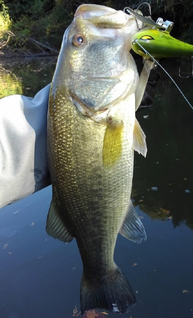 ルアーと魚のアップ写真
