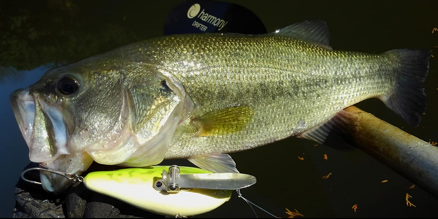 ルアーと魚のアップ写真