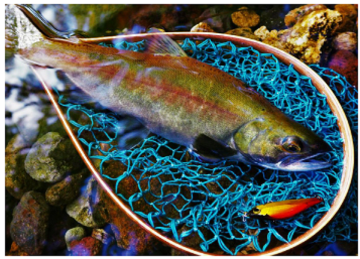 魚とルアーのアップ写真