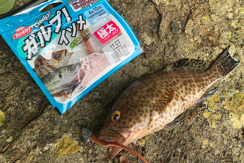 ワームと魚のアップ写真