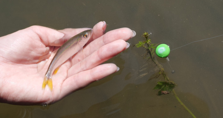 魚と仕掛けのアップ写真