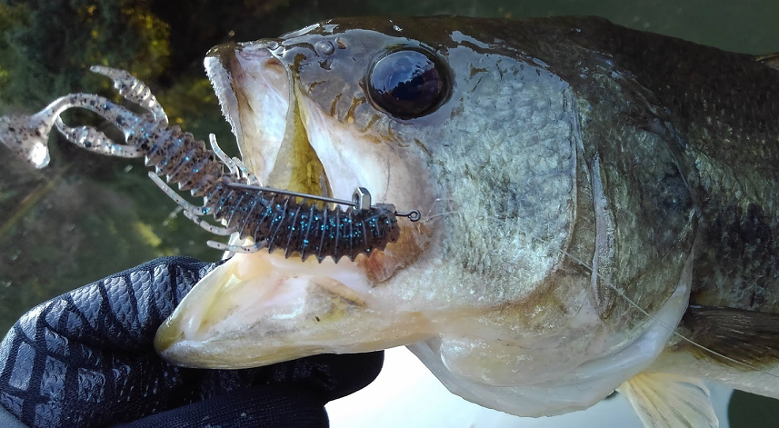 ワームと魚のアップ写真