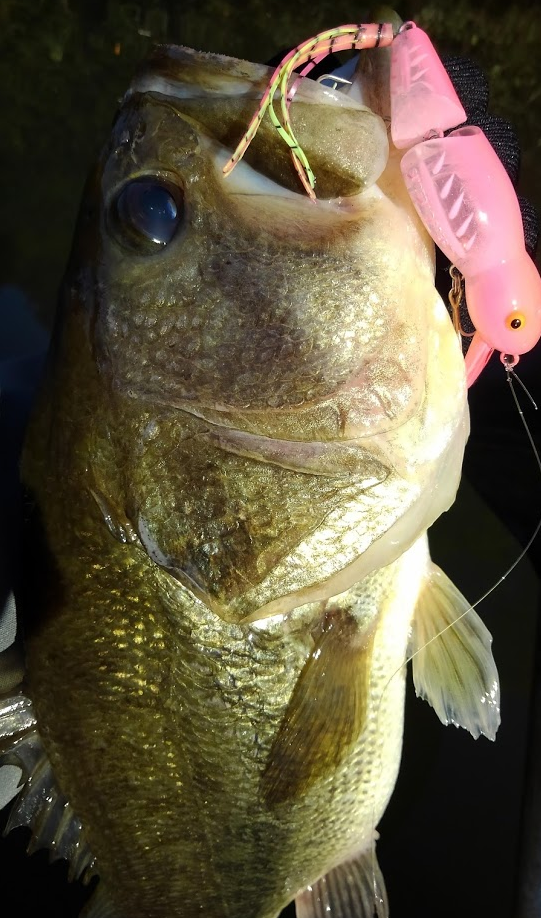 ルアーと魚のアップ写真