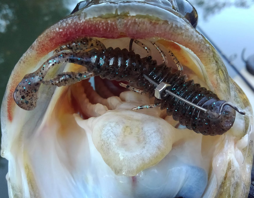 ワームと魚のアップ写真