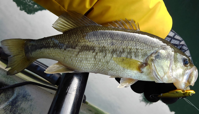 ルアーと魚のアップ写真