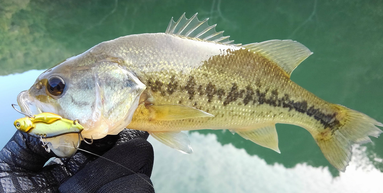 ルアーと魚のアップ写真