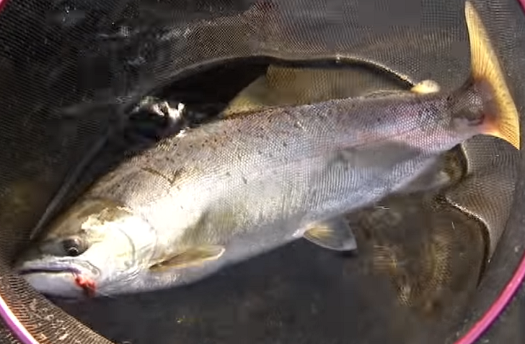 魚のアップ写真