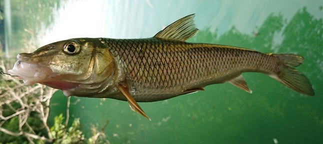 魚のアップ写真