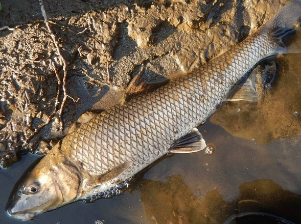 魚のアップ写真