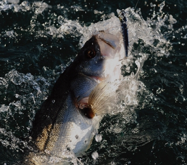 魚のアップ写真