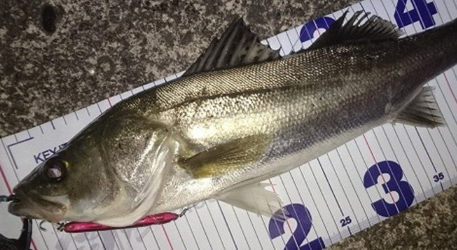 魚とルアーのアップ写真