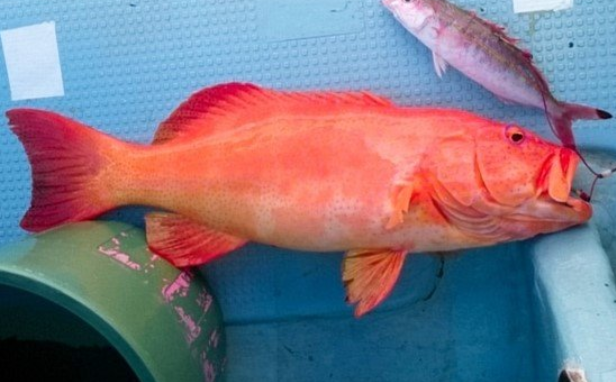 魚のアップ写真