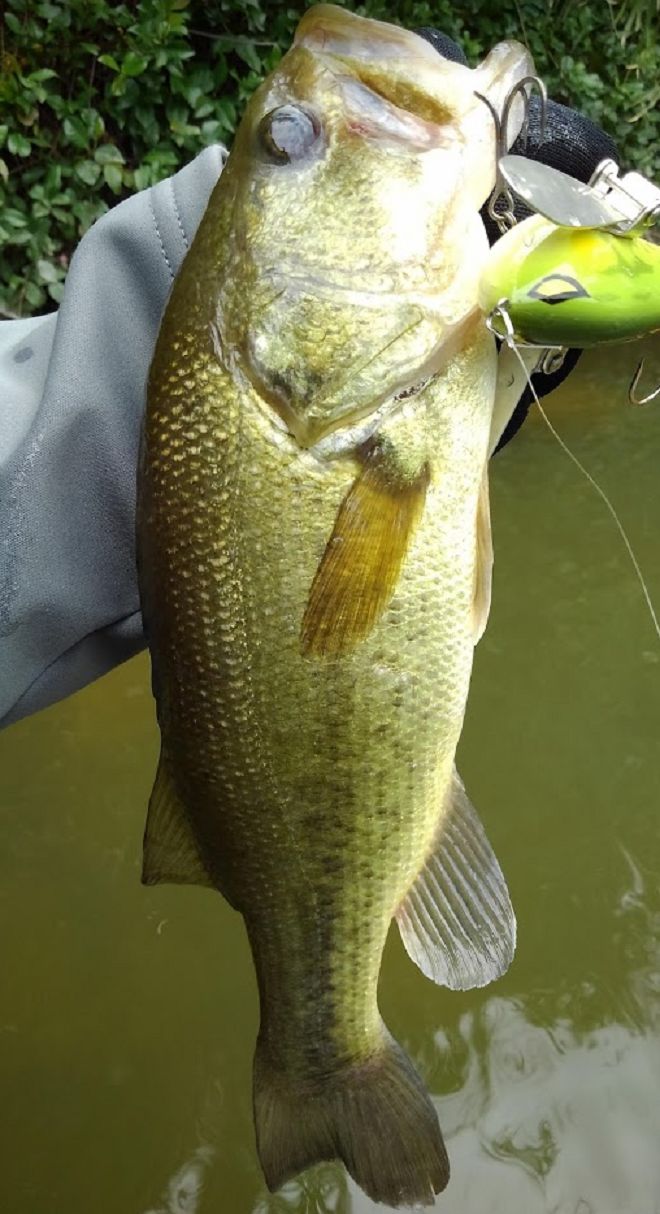 魚とルアーのアップ写真