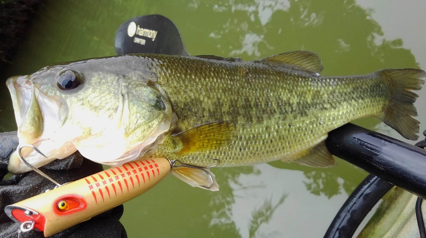 ルアーと魚のアップ写真