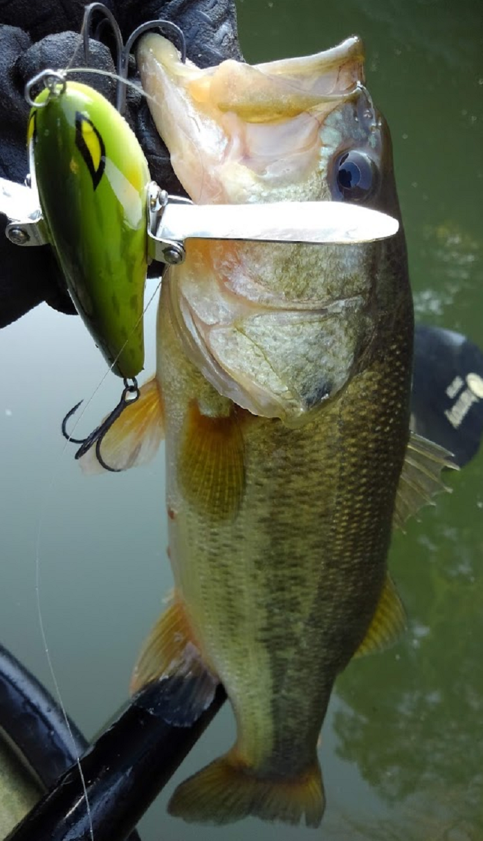 ルアーと魚のアップ写真