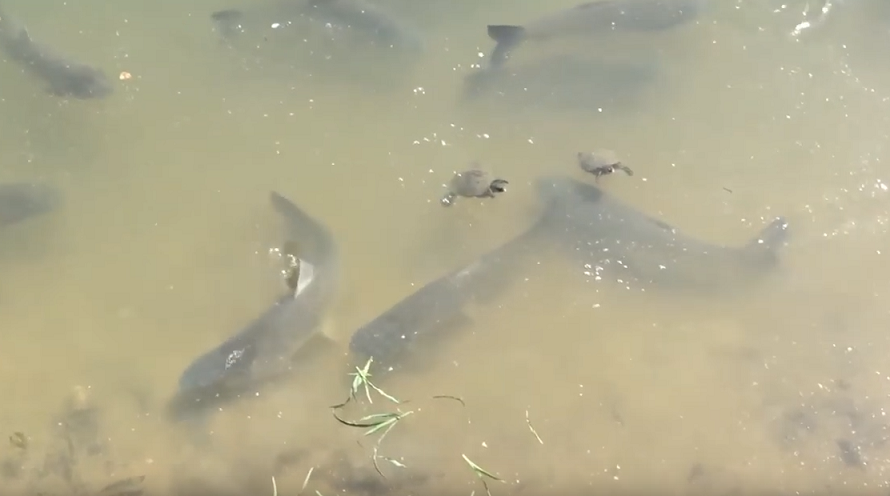 魚のアップ写真