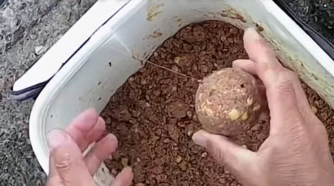 ダンゴのアップ写真