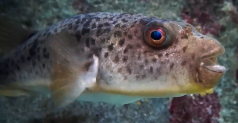 魚のアップ写真