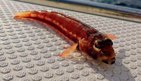 魚のアップ写真