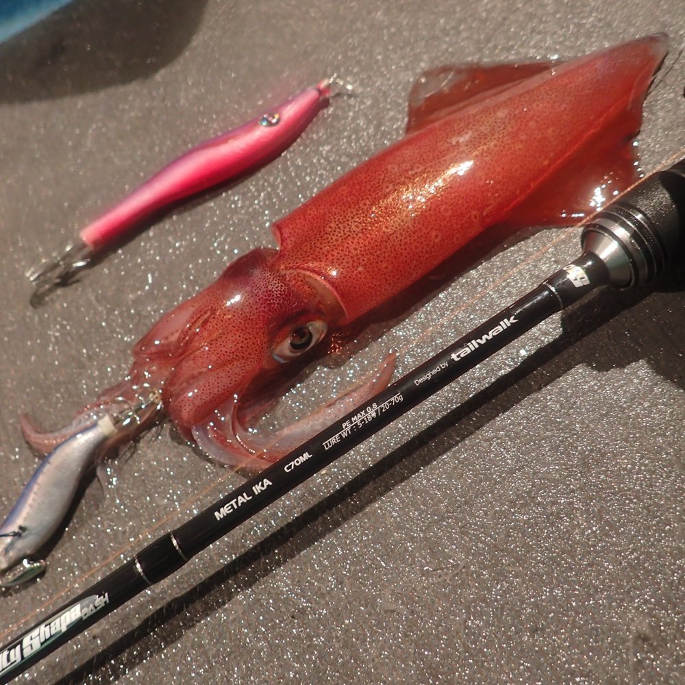 SSDメタルイカの写真