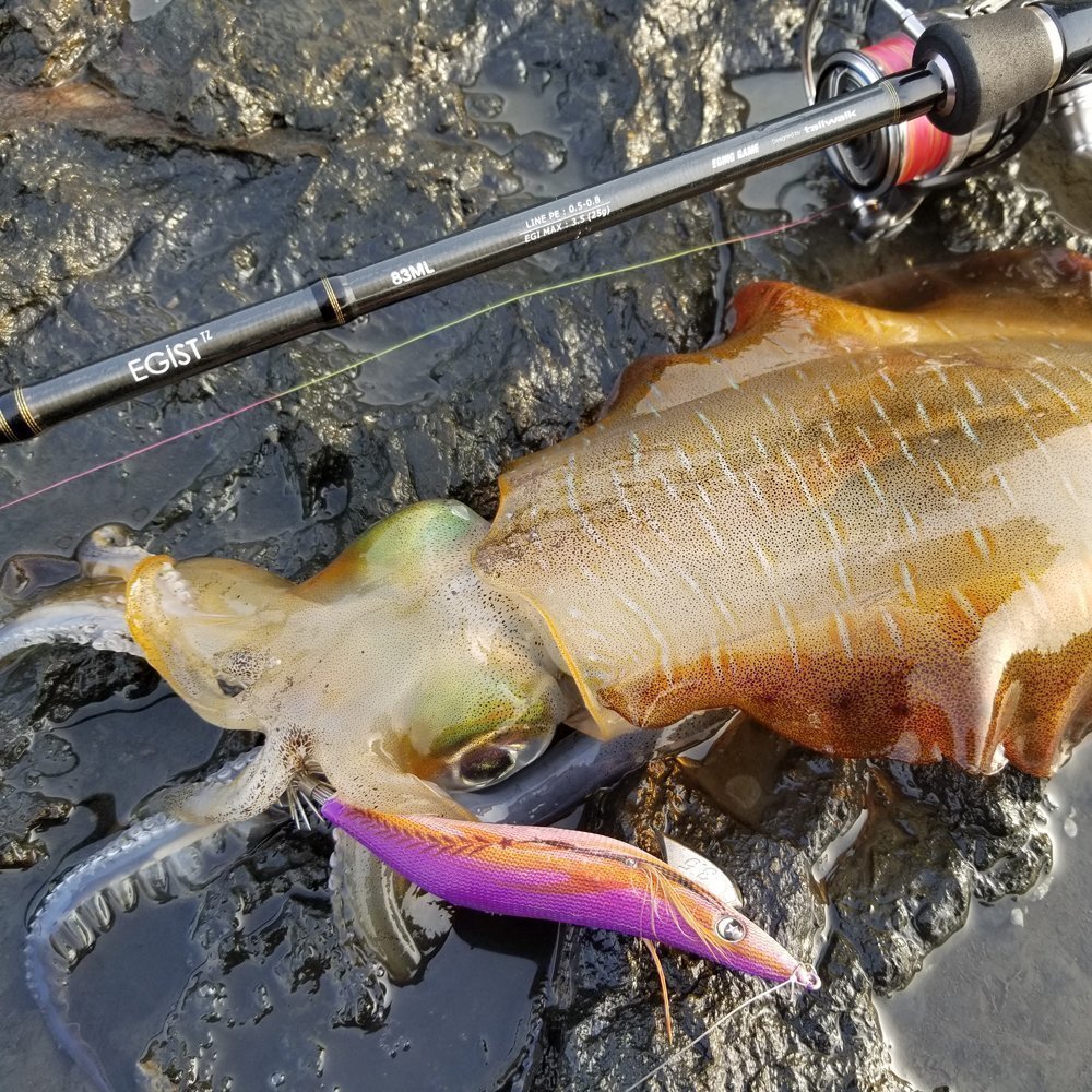 エギストTZの写真