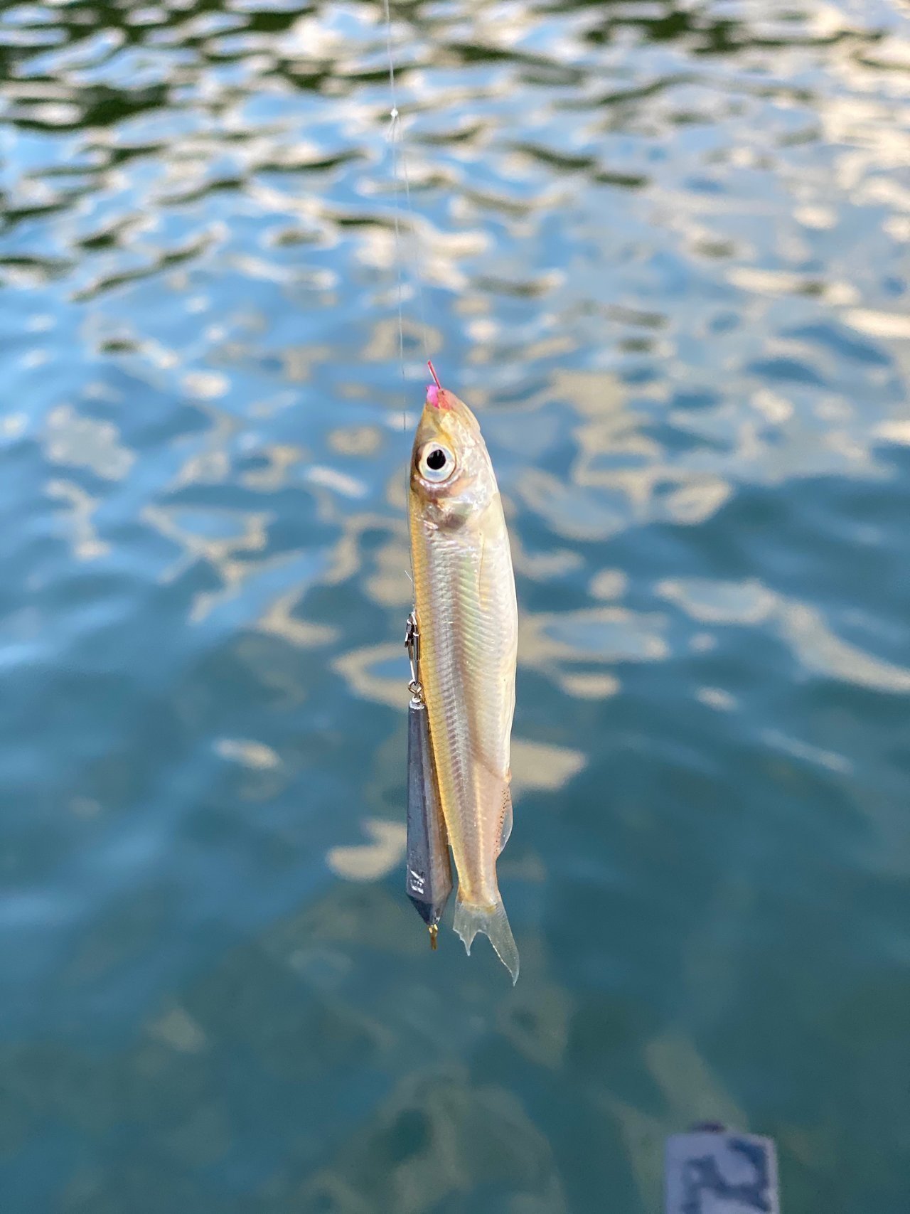 大人気の愛知 入鹿池でワカサギが釣れまくる 魚探の反応がやばいことに