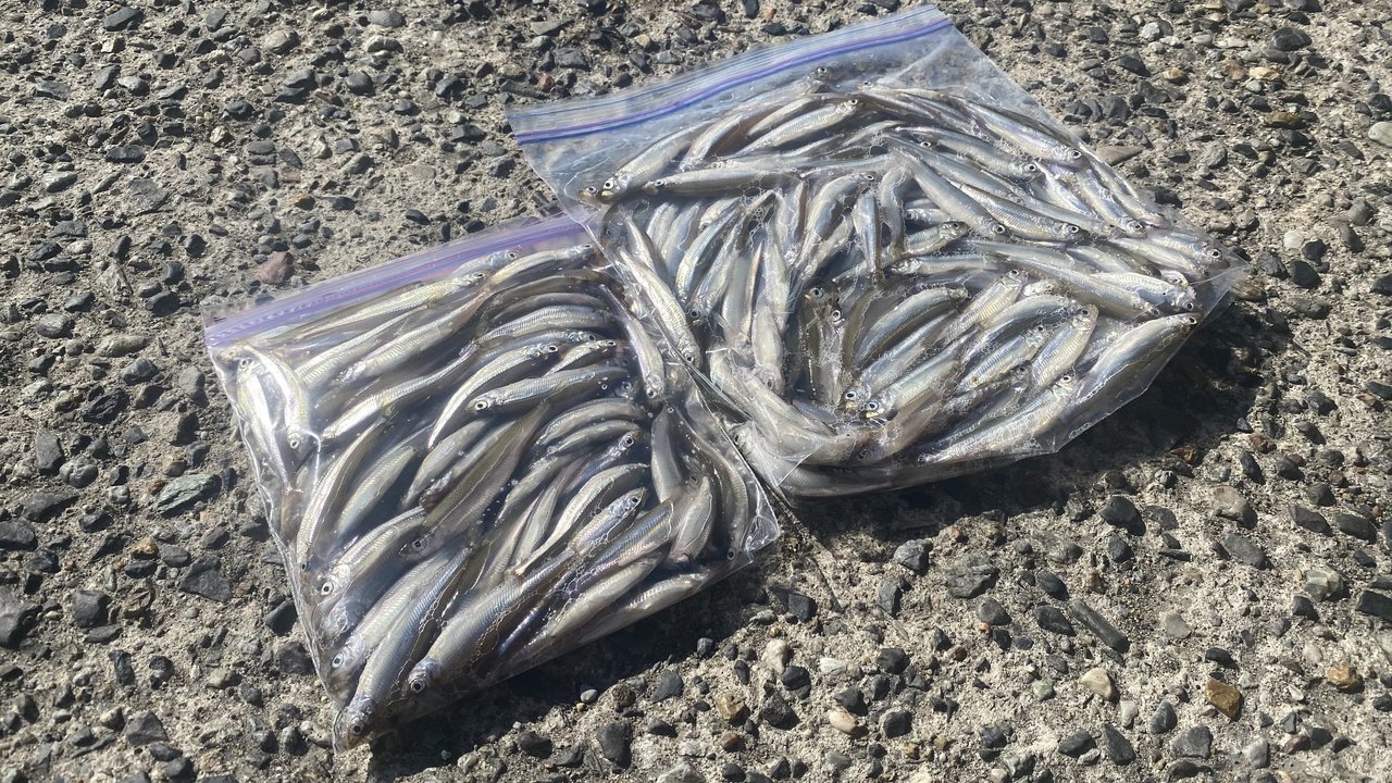 大人気の愛知 入鹿池でワカサギが釣れまくる 魚探の反応がやばいことに