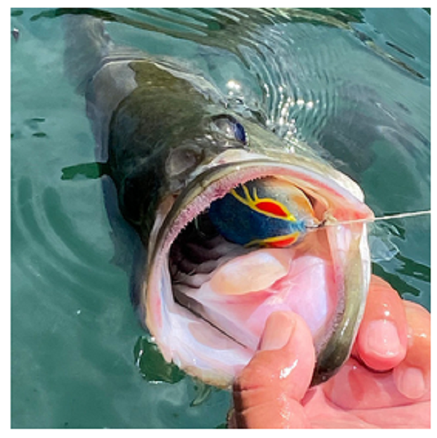 ルアーと魚のアップ写真