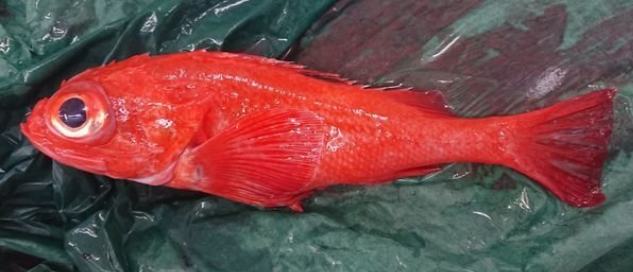 キチジって知ってる 美味しい高級魚の生態や捌き方を詳しくチェック