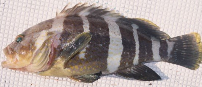 魚のアップ写真