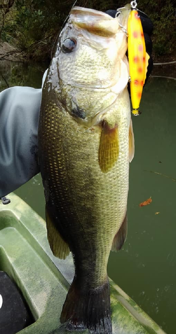 魚とルアーのアップ写真