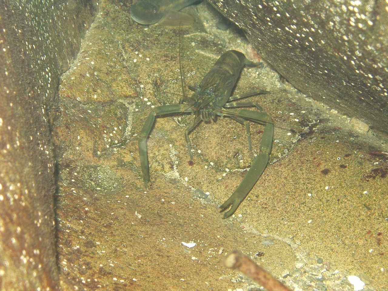 川中のテナガエビの写真