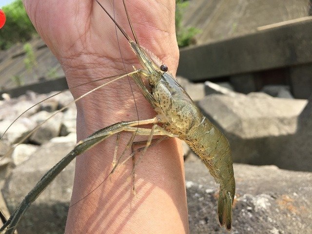 テナガエビ釣りの写真