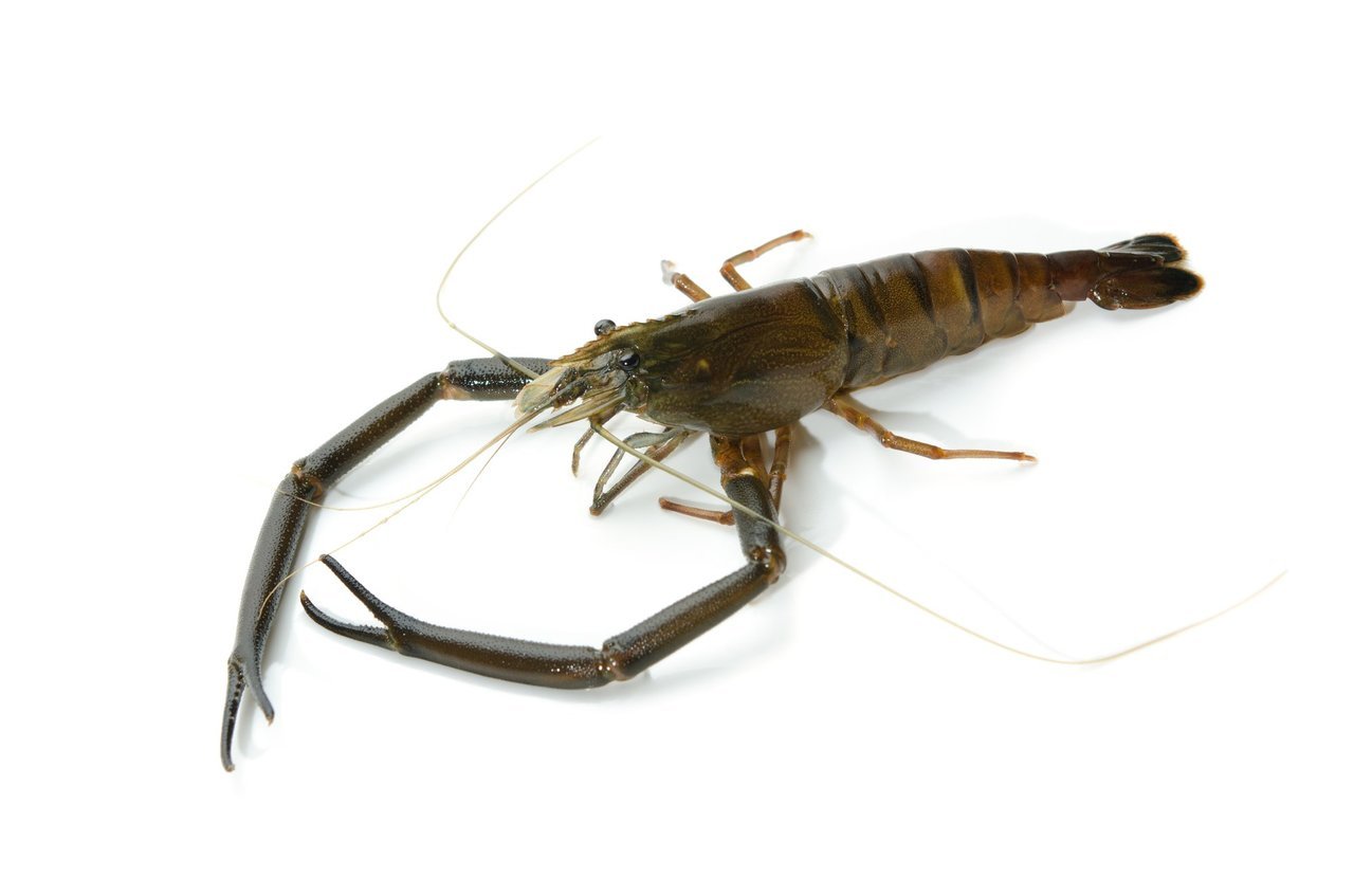 テナガエビのアップ写真