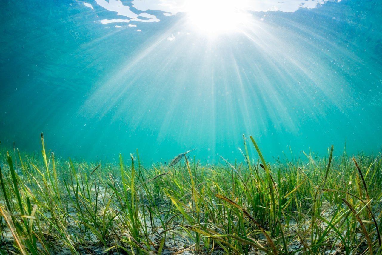アマモの写真