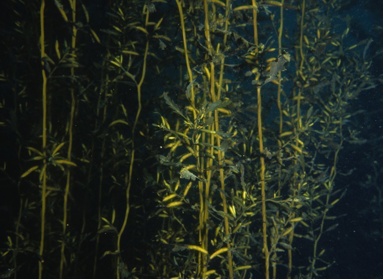 ホンダワラの写真