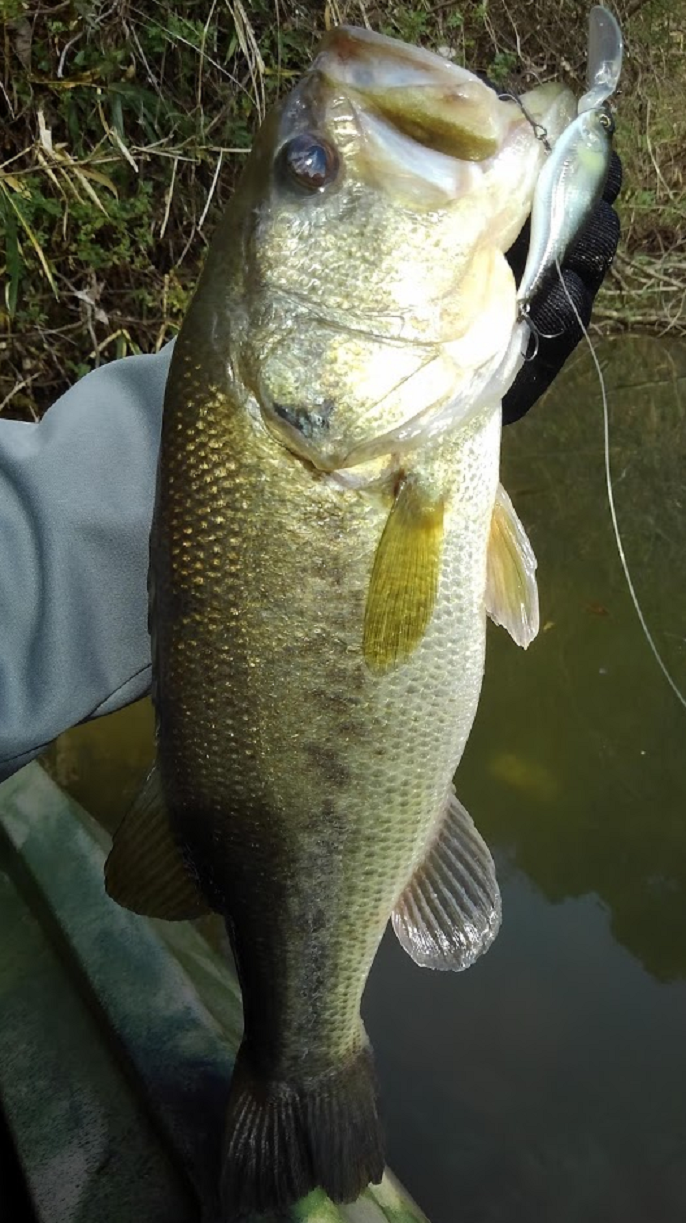 ルアーと魚のアップ写真