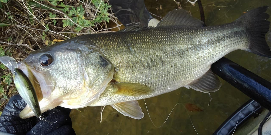 ルアーと魚のアップ写真