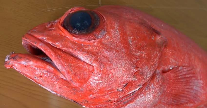 メヌケってどんな魚なの 特徴や捌き方 調理法を詳しくピックアップ