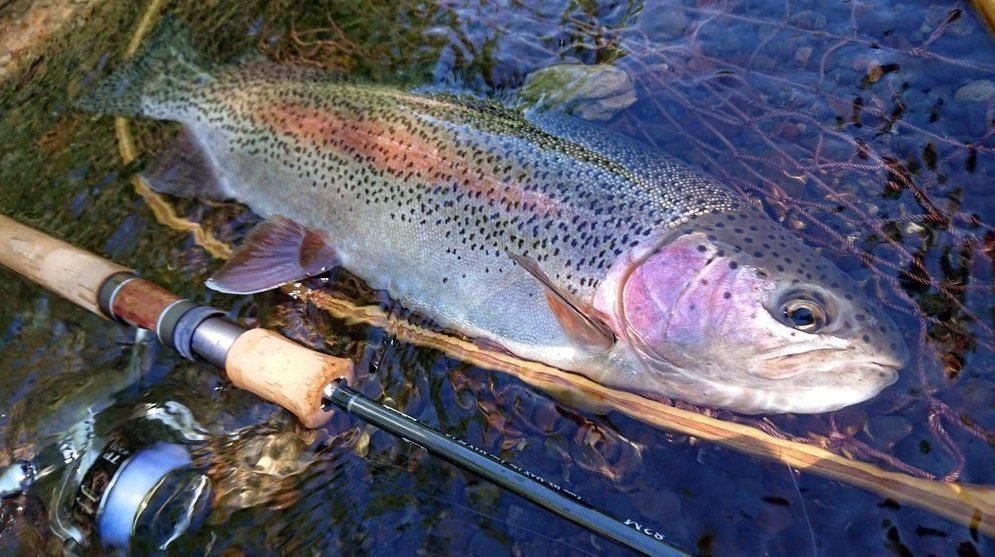 ケイソンランズバックスペックNの写真