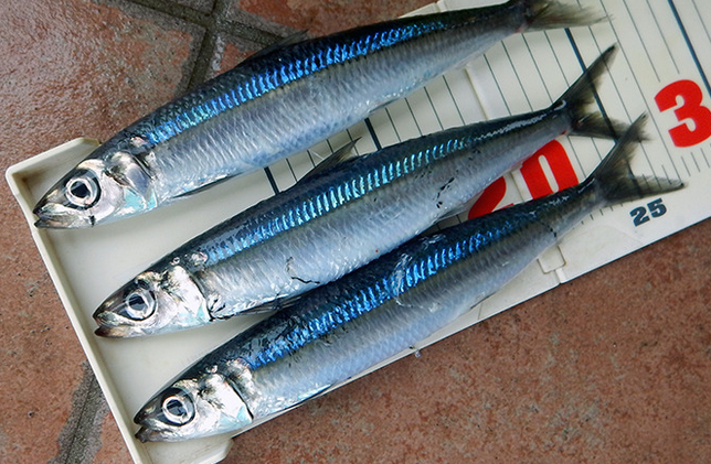 魚のアップ写真