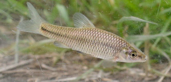 魚のアップ写真