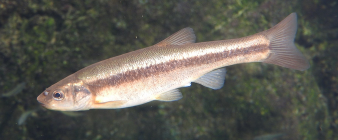 魚のアップ写真