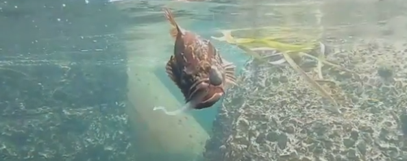 魚とルアーのアップ写真